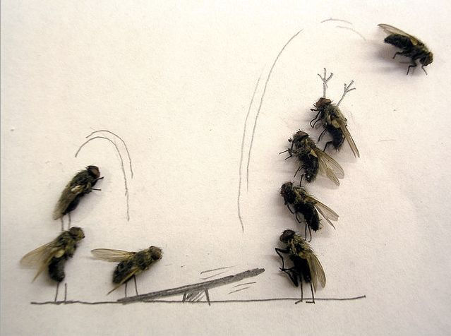 Arte criativa com moscas