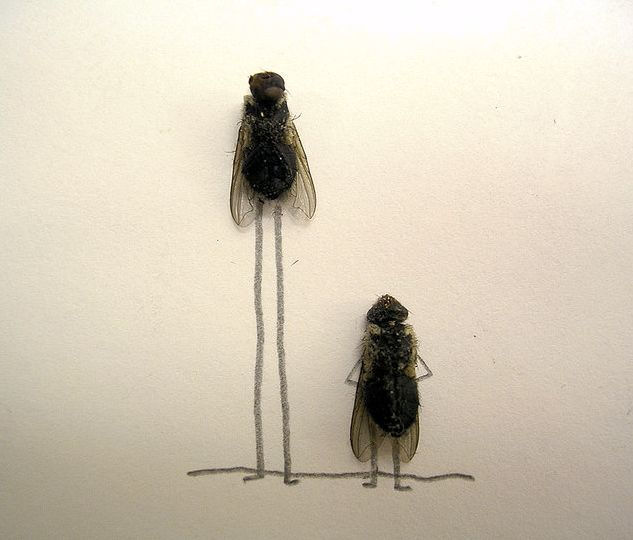 Arte criativa com moscas