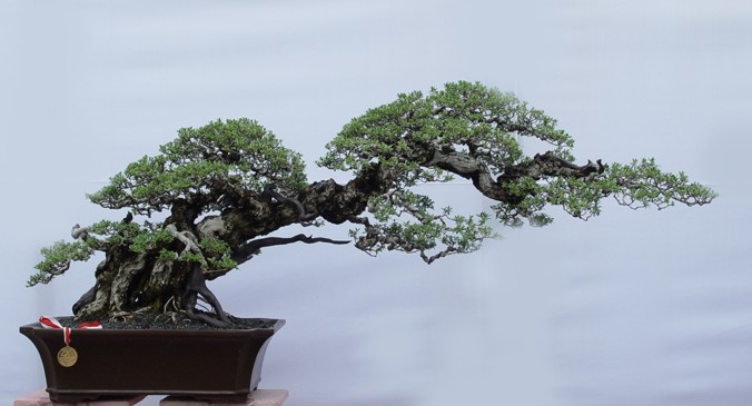 Bonsai 01