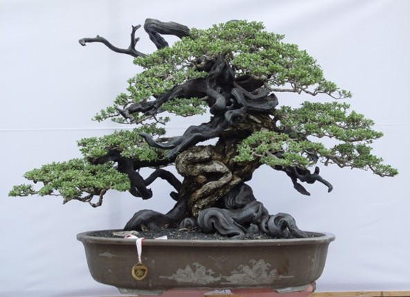 Bonsai 02