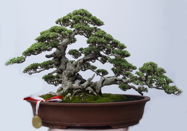 Bonsai 03