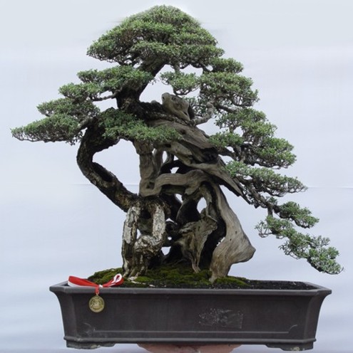 Bonsai 04