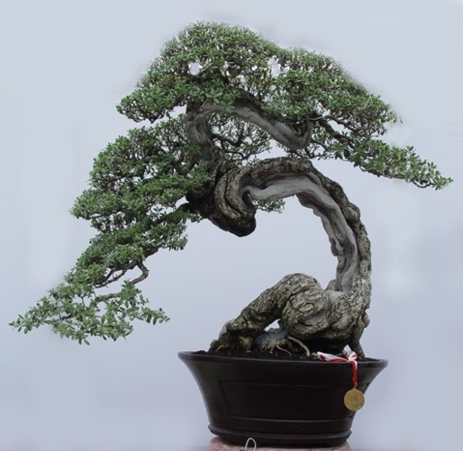 Bonsai 05