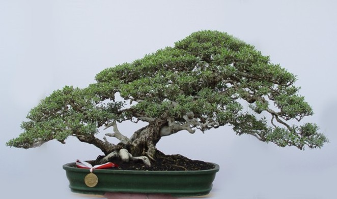 Bonsai 06