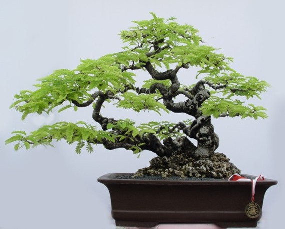 Bonsai 07