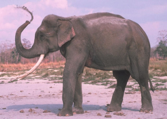 Elefante Africano x Asitico