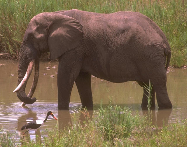 Elefante Africano x Asitico