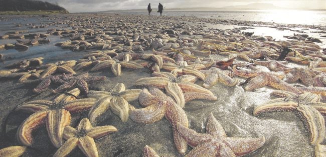 50 mil estrelas do mar mortas