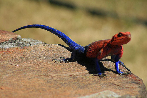 Lagarto-aranha causa furor em lojas de mascotes na Inglaterra