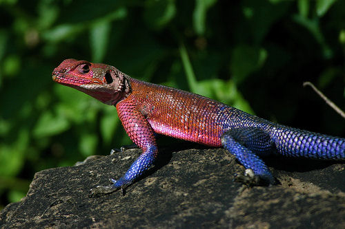 Lagarto-aranha causa furor em lojas de mascotes na Inglaterra