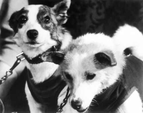 As cadelas Belka e Strelka