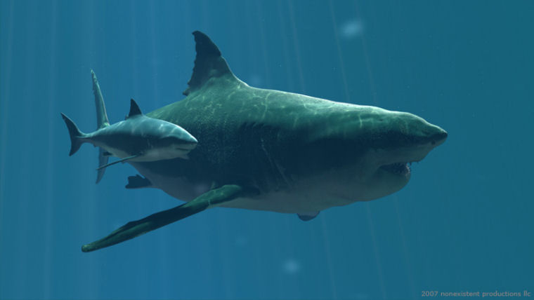 Carcharodon megalodon