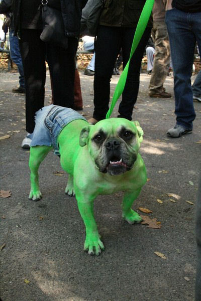 Meu dono  um retardado - Dog Halloween Parade 2009