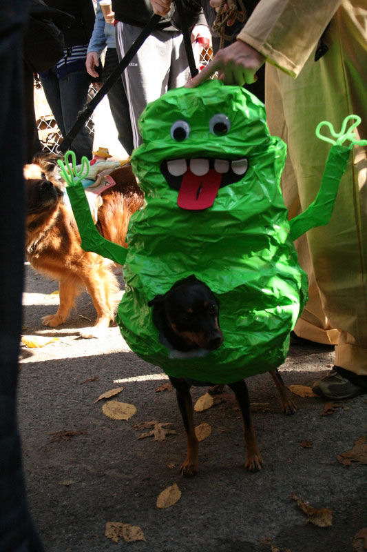 Meu dono  um retardado - Dog Halloween Parade 2009