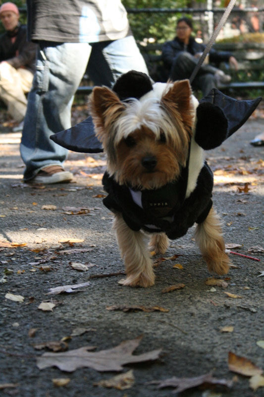 Meu dono  um retardado - Dog Halloween Parade 2009