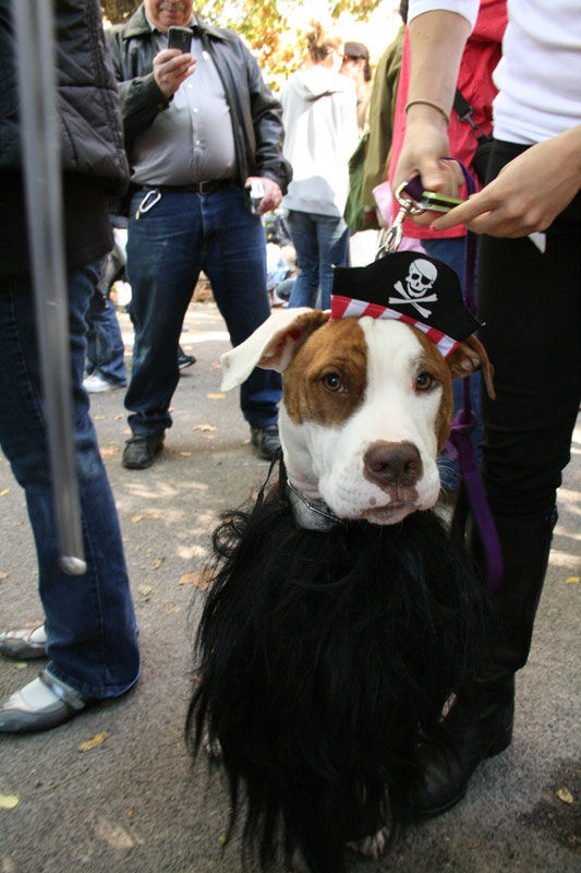 Meu dono  um retardado - Dog Halloween Parade 2009