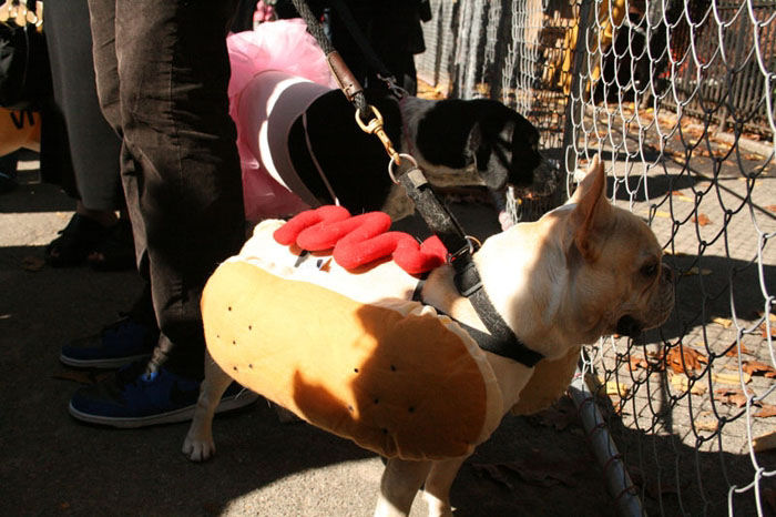 Meu dono  um retardado - Dog Halloween Parade 2009