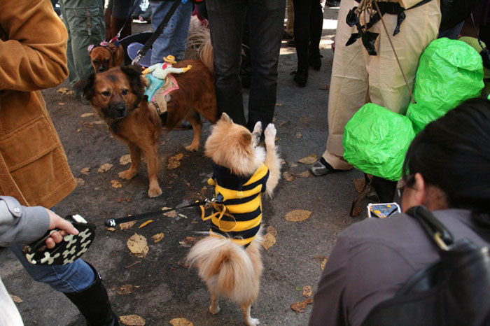 Meu dono  um retardado - Dog Halloween Parade 2009