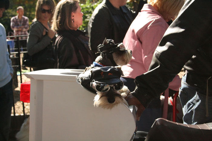 Meu dono  um retardado - Dog Halloween Parade 2009