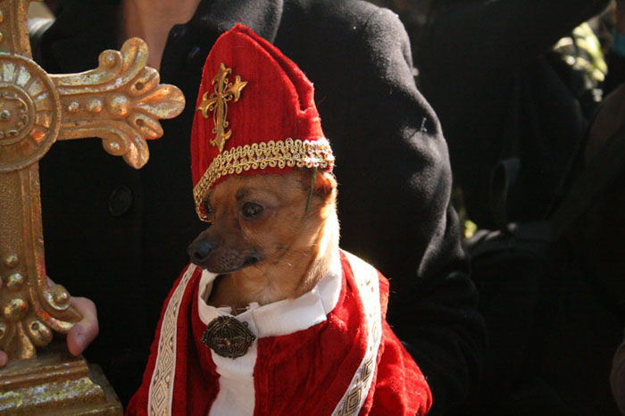 Meu dono  um retardado - Dog Halloween Parade 2009