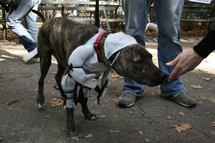 Meu dono  um retardado - Dog Halloween Parade 2009