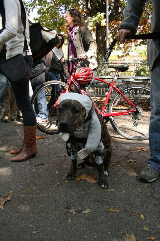 Meu dono  um retardado - Dog Halloween Parade 2009