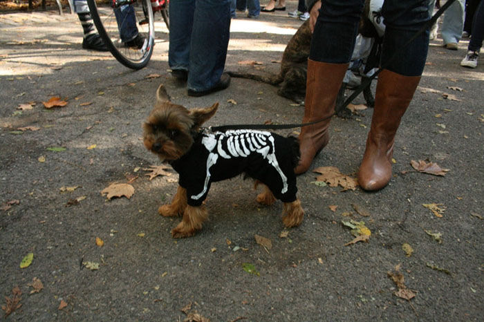 Meu dono  um retardado - Dog Halloween Parade 2009