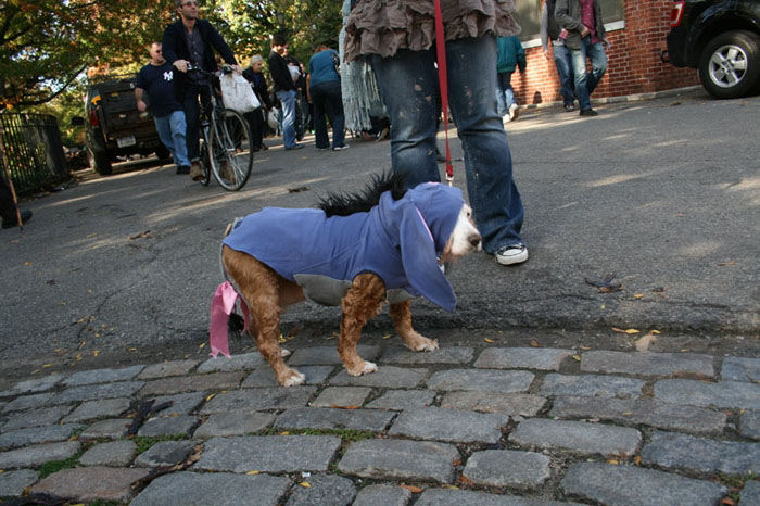 Meu dono  um retardado - Dog Halloween Parade 2009