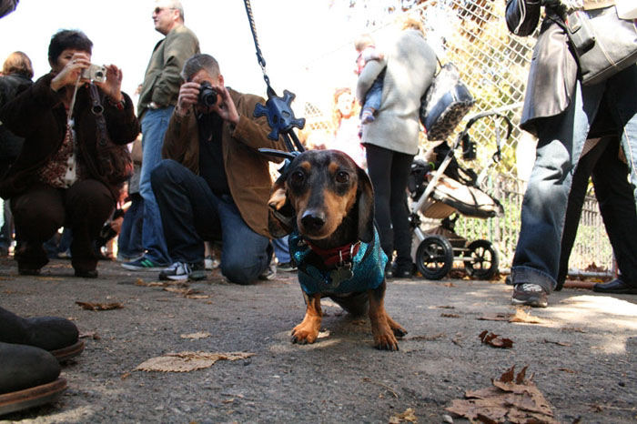 Meu dono  um retardado - Dog Halloween Parade 2009