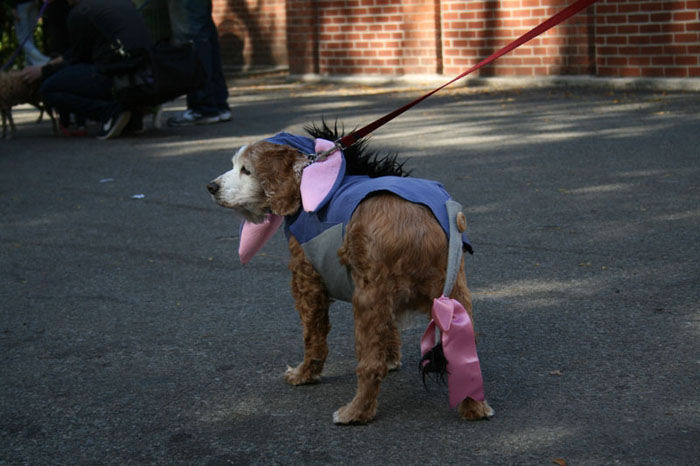 Meu dono  um retardado - Dog Halloween Parade 2009