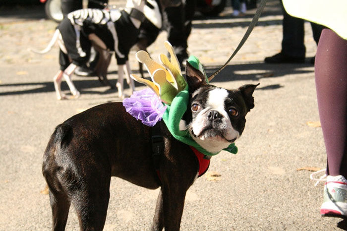 Meu dono  um retardado - Dog Halloween Parade 2009