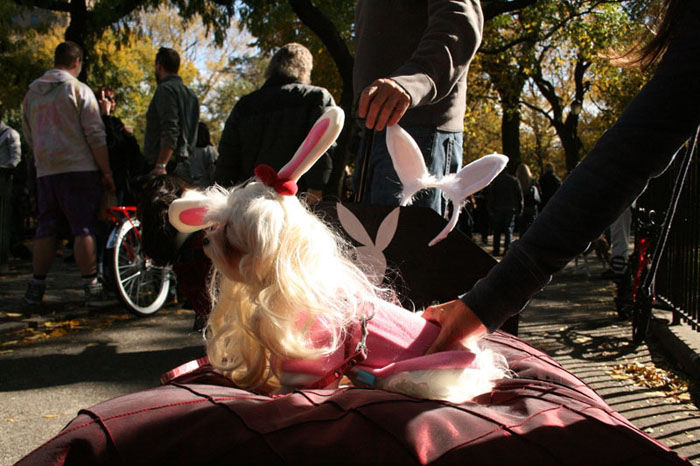 Meu dono  um retardado - Dog Halloween Parade 2009