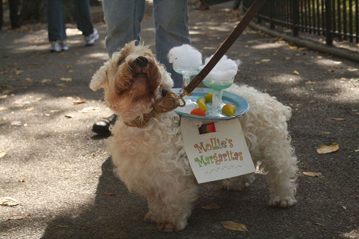 Meu dono  um retardado - Dog Halloween Parade 2009