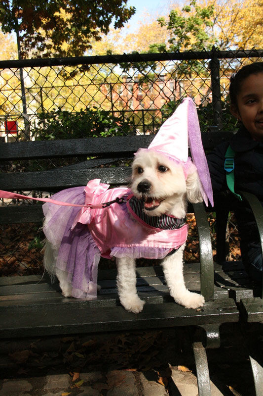 Meu dono  um retardado - Dog Halloween Parade 2009