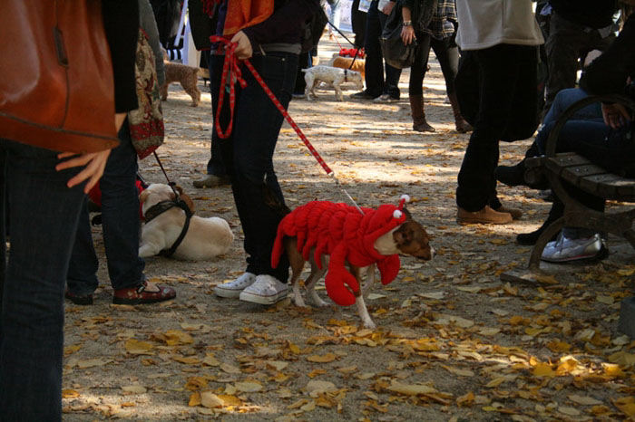 Meu dono  um retardado - Dog Halloween Parade 2009