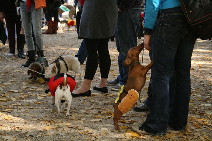 Meu dono  um retardado - Dog Halloween Parade 2009