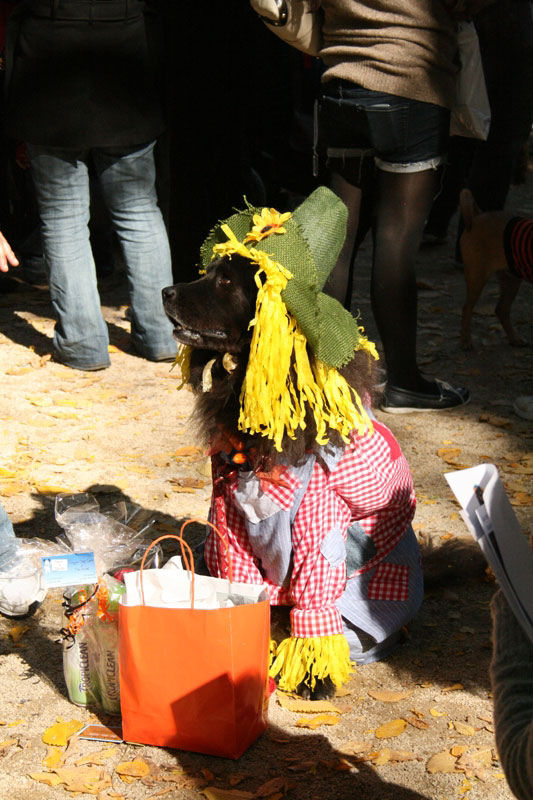 Meu dono  um retardado - Dog Halloween Parade 2009