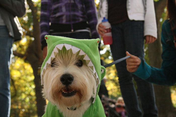 Meu dono  um retardado - Dog Halloween Parade 2009