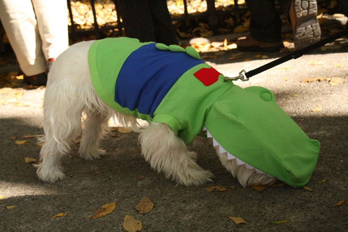 Meu dono  um retardado - Dog Halloween Parade 2009