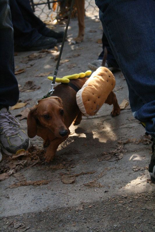 Meu dono  um retardado - Dog Halloween Parade 2009