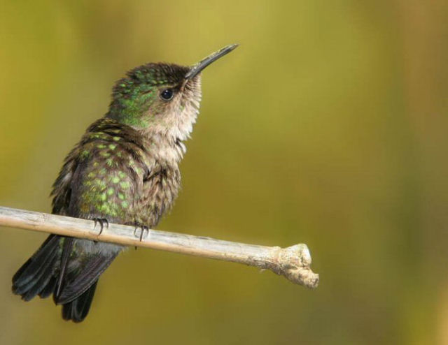 Colibri zunzunzinho, o menor pssaro do planeta