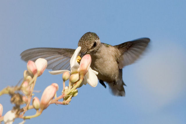 Colibri zunzunzinho, o menor pssaro do planeta