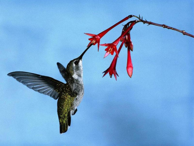 Colibri zunzunzinho, o menor pssaro do planeta