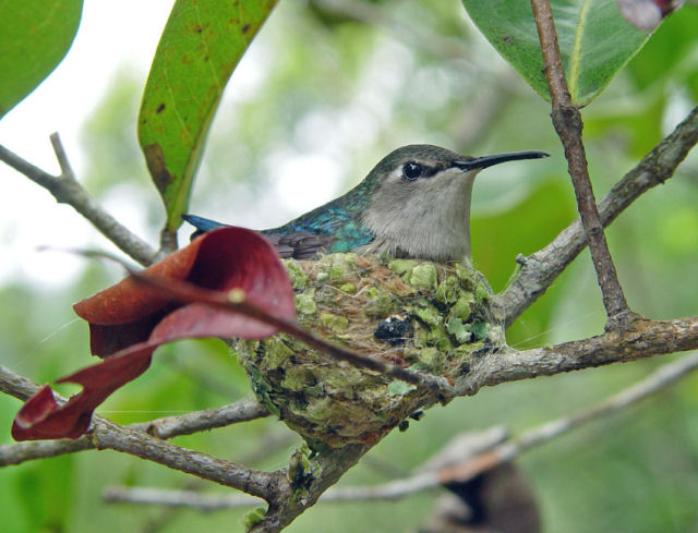 Colibri zunzunzinho, o menor pssaro do planeta