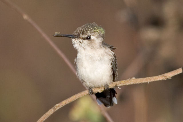 Colibri zunzunzinho, o menor pssaro do planeta