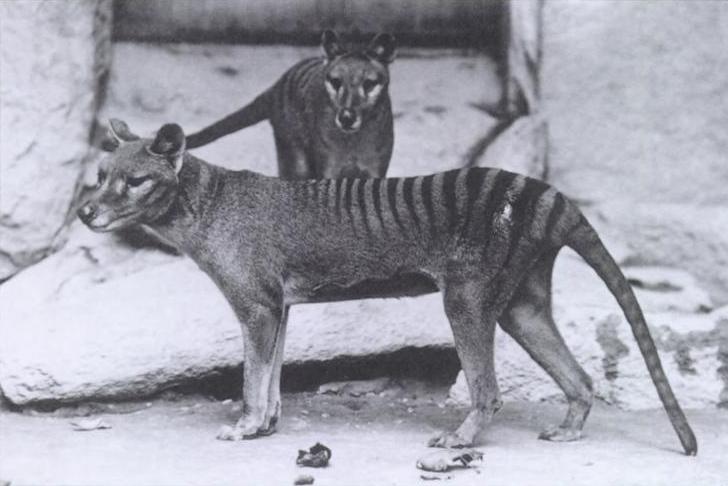 Animais extintos: o Tilacino