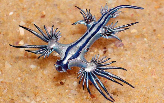 Glaucus atlanticus