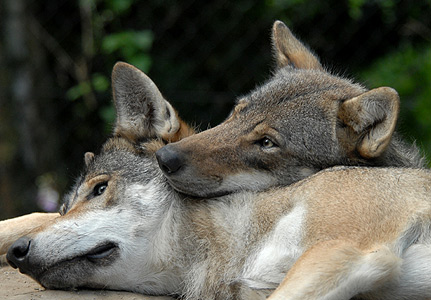 Animais monogâmicos