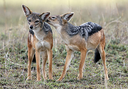 Animais monogâmicos