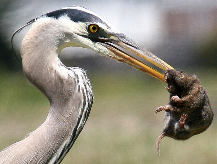 As melhores fotografias do mundo animal de 2010 17